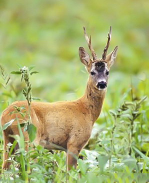 بیمه عمر شوکا